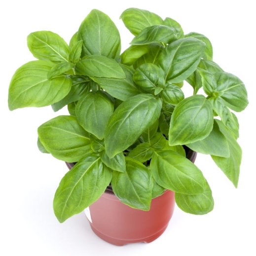 BASILICO